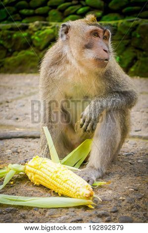 Long-tailed macaques Macaca fascicularis in The Ubud Monkey Forest Temple on Bali Indonesia.