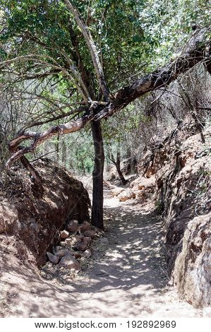 Path passing through a wooded and descending to the Amud River