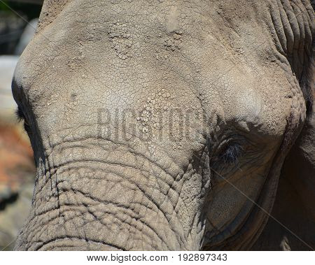 Elephants are large mammals of the family Elephantidae and the order Proboscidea. Two species are traditionally recognised, the African elephan and the Asian elephant