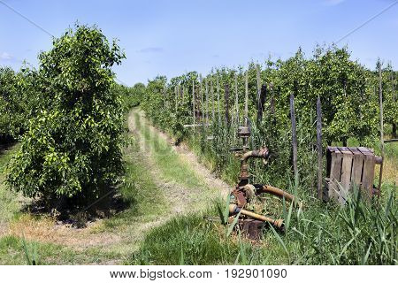 Orchard with pear trees in the Betuwe in the Netherlands