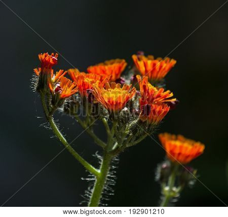 Fox and Cubs wild flowers againstdark background.