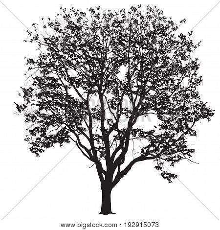 Silhouette of a big tree of an elm with leaves the black-and-white vector image on a white background