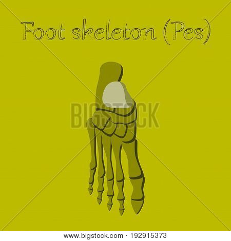 human organ icon in flat style foot skeleton
