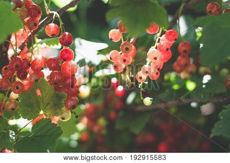 redcurrant collection. collects ripe red currant berries