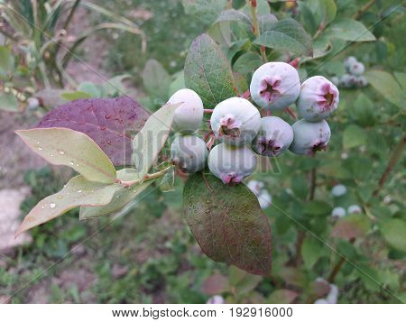 Bilberry in the garden Blueberries on a background of green leaves blueberry, bilberry, whortleberry, huckleberry, hurtleberry, blaeberry