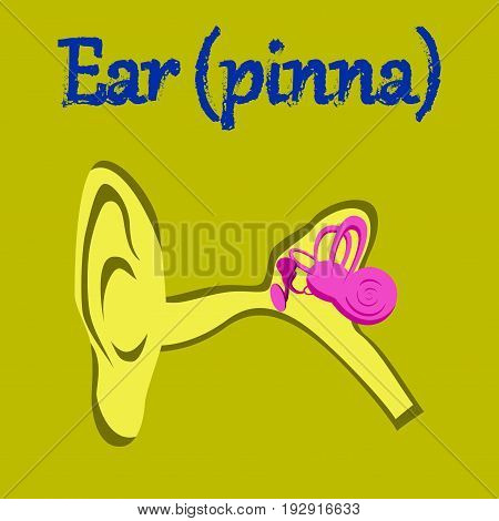 human organ icon in flat style ear