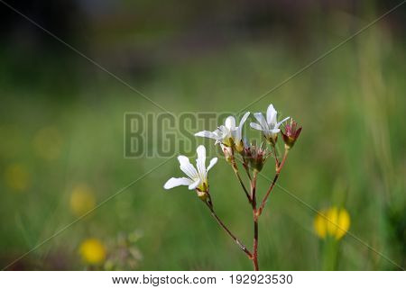 White summer flower - Meadow Saxifrage - close up by a green blurred background
