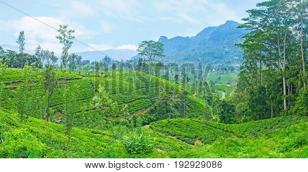 Agrotourism In Sri Lanka