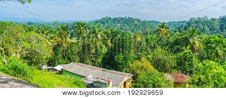 Panorama Of Sri Lankan Jungles