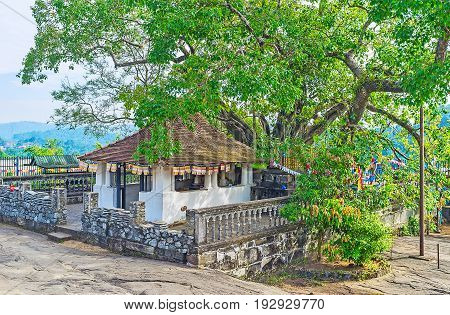 The Bodhi Tree In Gadaladeniya Vihara