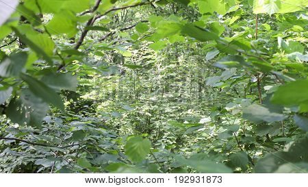 Dark forest background. Karelia forest trees 4k