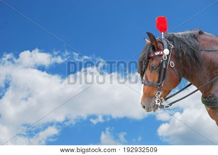 Head of a horse with a decoration on the sky background