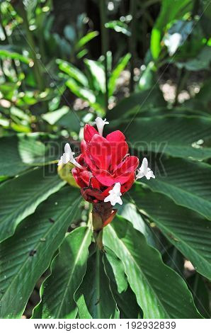 Beautiful flower of the yaracuy state in venezuela