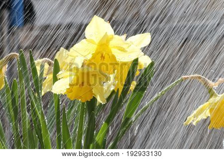 A rainy springday with the lily in focus