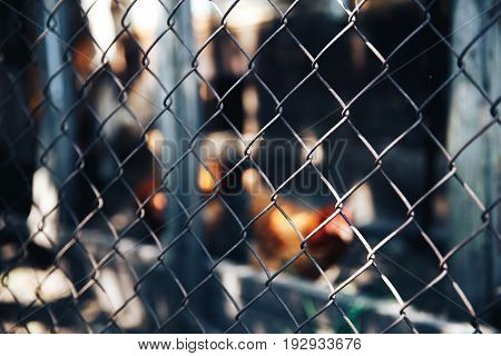 Texture background metal grid on the background of laying hens. Concept background for a farm.