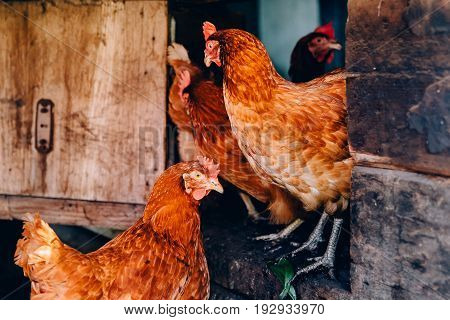 Orange chicken is in the hen-house on the background of other cocks and chickens. Concept farm for animals, rural economy.