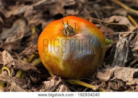 Red Tomato On Background Of Dry Leaves Of Tomato Stricken Phytophthora Close Up. Tomato Stricken Phytophthora (Phytophthora Infestans).
