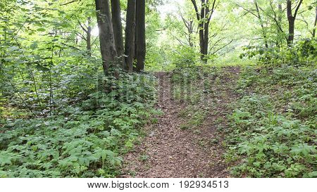 Dark forest background. Karelia forest trees