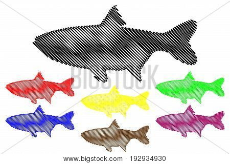 silver carp silhouette vector , (Hypophthalmichthys molitrix)