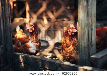 Orange chicken is in the hen-house on the background of other cocks and chickens. Concept farm for animals, rural economy.