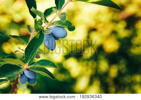 Berry honeysuckle blue ripe on a branch in bright sunlight. The concept is useful bio vitamins on the eco-farm grown in the village.