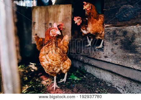 A flock of chickens is moving around the pens. Concept farming.