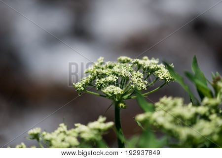 Wild, green cow parsnip buds prepare to bloom in the Colorado Rocky Mountains.
