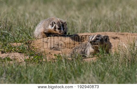 American Badger Cub Siblings Waiting for Mom to Bring Food at Their Den