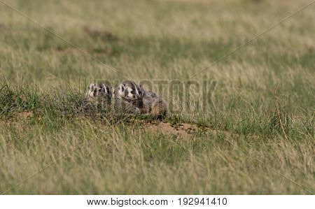 American Badger Cubs At Den Waiting for Mother