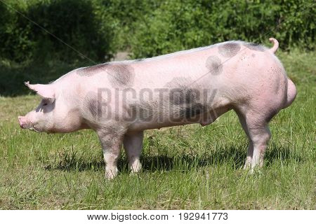 Spotted pietrain pig with black spots on the meadow