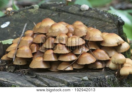 Sheathed woodtuft on an old stump close up
