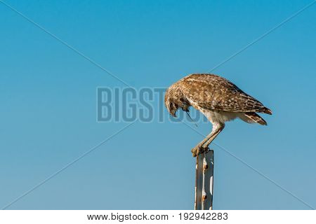 A Burrowing Owl Coughing up a Pellet