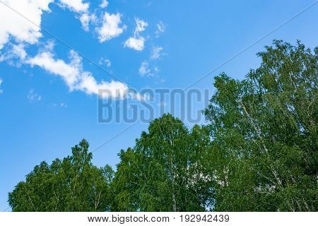 Green Leaves Against Blue Sky
