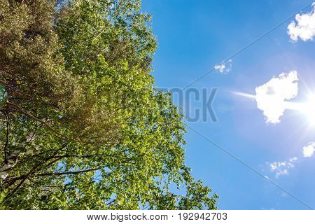 Green Leaves Against Blue Sky