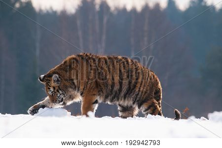 Young siberian tiger fool around with piece of iced snow Panthera tigris altaica