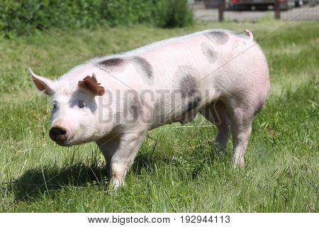 Spotted pietrain pig with black spots on pasture