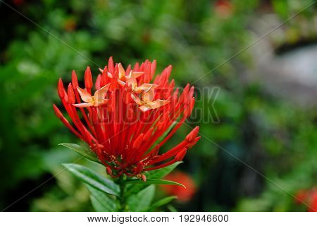 A clump of red santan flowers with blurred leaves in the background