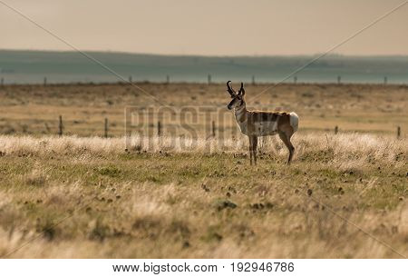 A Pronghorn on the Prairie in the Morning Hours