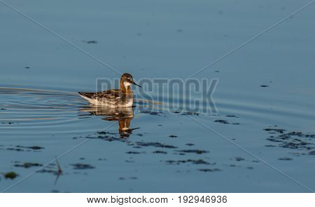 A Red-necked Phalarope Taking a Swim on a Lake