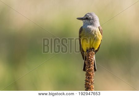 A Western Kingbird Perched atop Mullen Searching for Next Meal