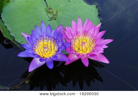 De lotus