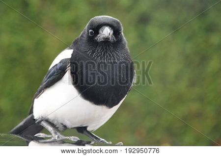Magpie staring in to the lens on top of a car