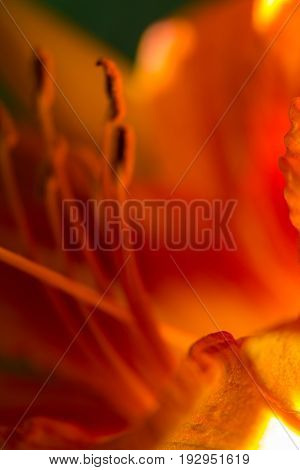 Lily Red Abstract Texture. Macro Photography With Blur