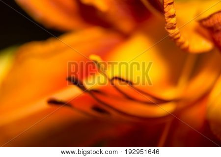 Lily Red Abstract Texture. Macro Photography With Blur