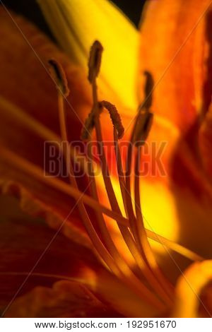 Lily Red Abstract Texture. Macro Photography With Blur