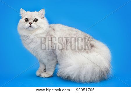 White fluffy beautiful cat on studio blue background. Chinchillar longhair Briton.