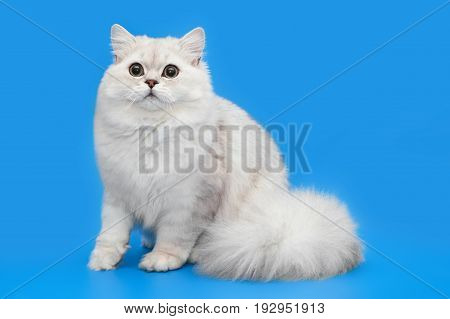 White fluffy beautiful cat on studio blue background. Chinchillar longhair Briton.