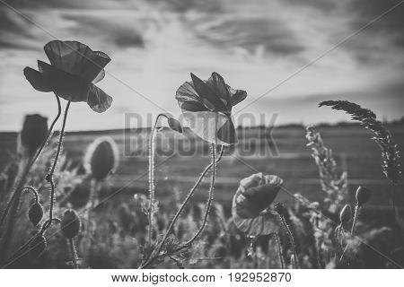 Red poppies at the end of spring along the road. Field flowers between high grass during sunset in the Dutch landscape