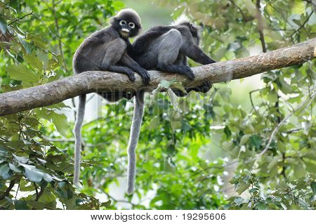 Pápaszemes Langur ágon