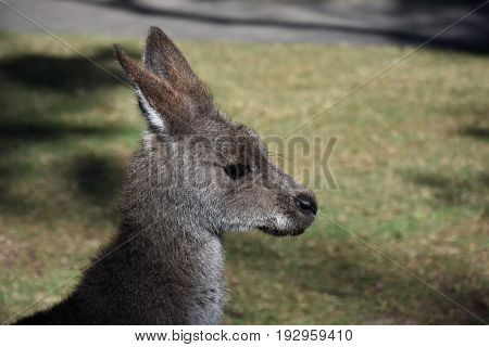 Close-up of a Bennets wallaby face Australian animal marsupial.